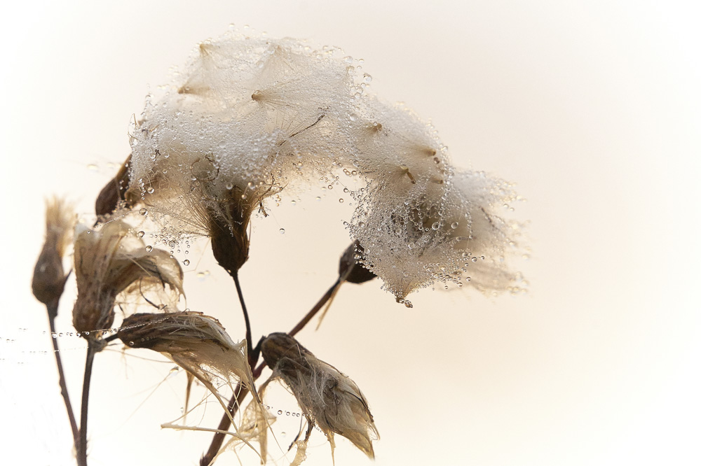 Platz 7 Klaus König